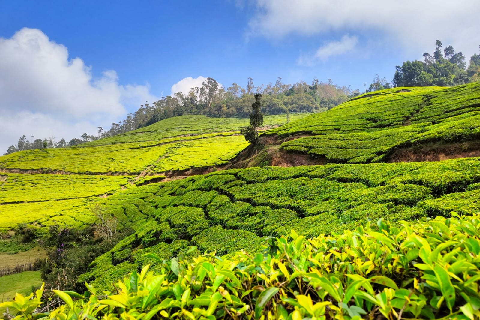 Munnar, Kerala, India